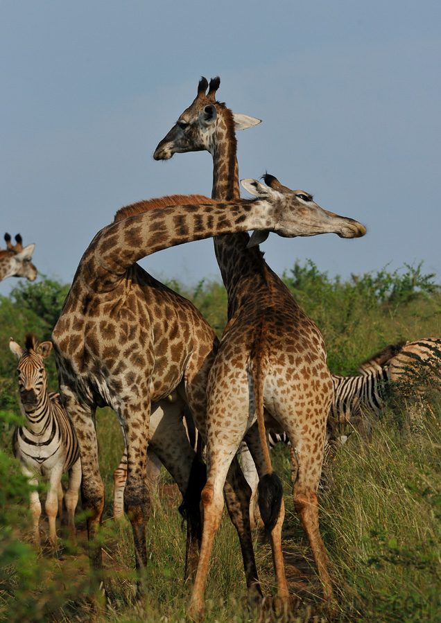 Giraffa giraffa giraffa [280 mm, 1/2000 sec at f / 8.0, ISO 1000]
